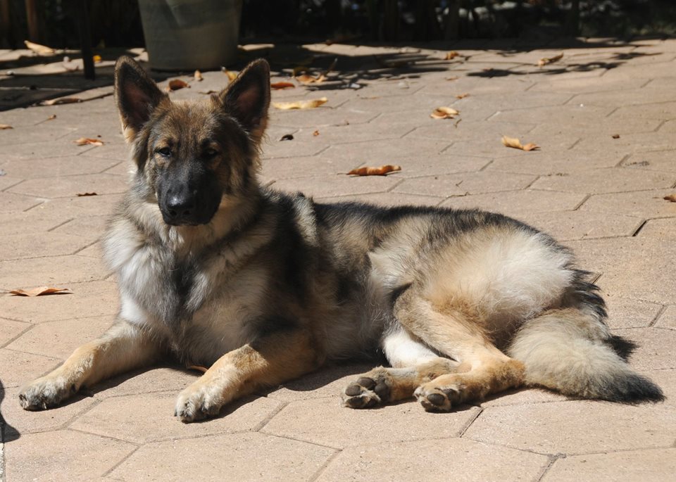 Shiloh Shepherd Mimi