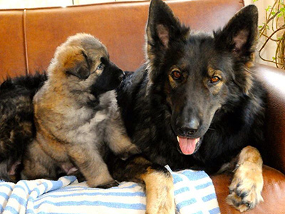 Island Shilohs Shepherd Gypsy