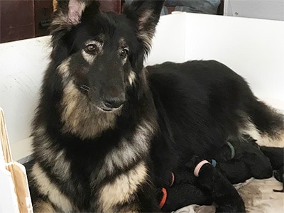 Island Shilohs Shepherd Gypsy
