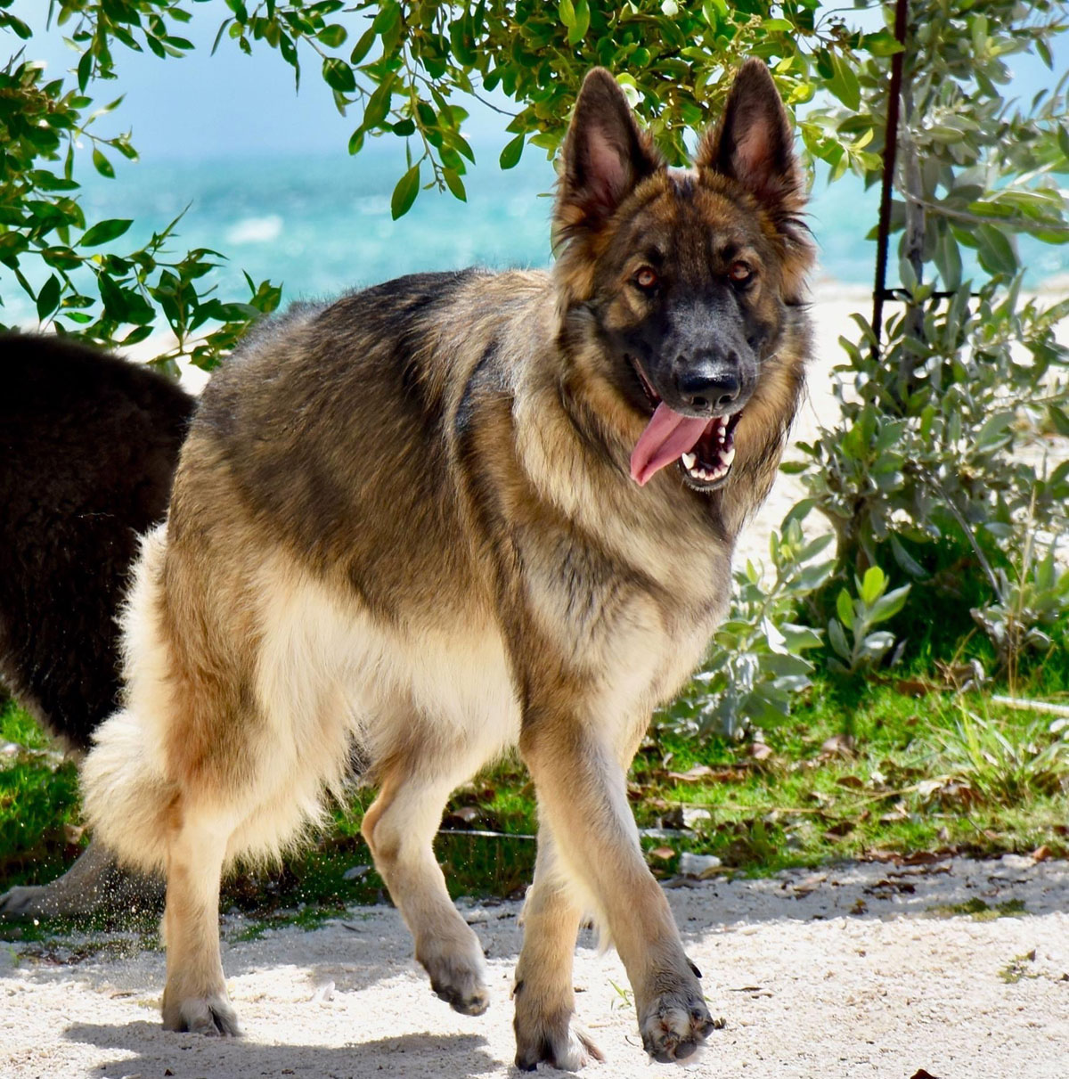 Island Shiloh breeding