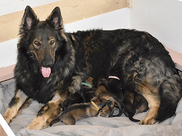 Need a Tosca mom pic Island Shilohs Shepherd Gypsy